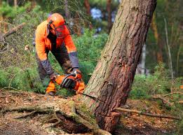 Best Hazardous Tree Removal  in Brinckerhoff, NY