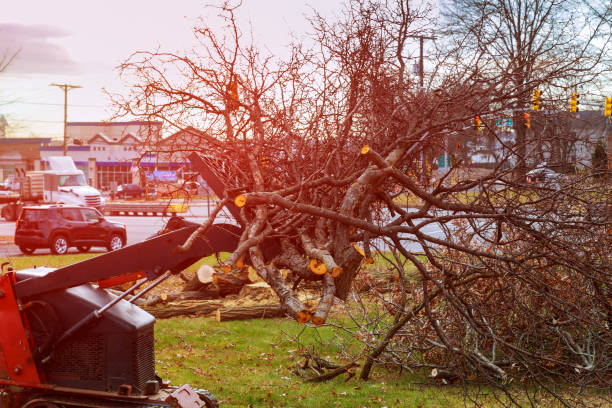 Best Firewood Processing and Delivery  in Brinckerhoff, NY