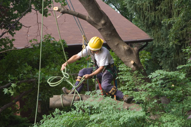 Best Tree Mulching  in Brinckerhoff, NY