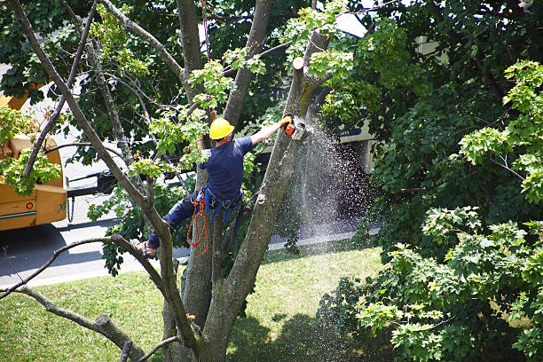 Best Lawn Mowing  in Brinckerhoff, NY